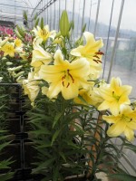 [1748 Lesotho 2N No02.JPG]